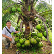 Bibit Kelapa Genjah Pandan Manis-Medan